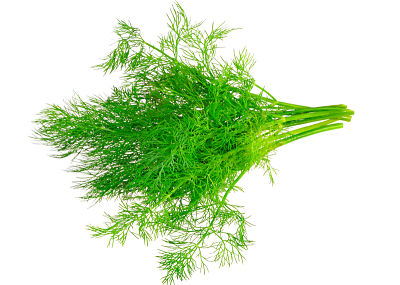 Adding dill to baby food