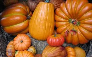 Thanksgiving baby food recipes